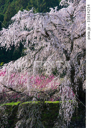 桜 33634254