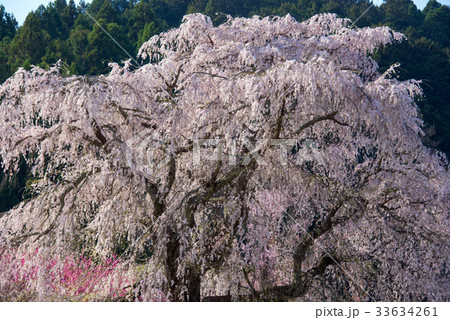 桜 33634261