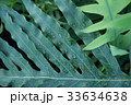 tropical plant green foliage background 33634638