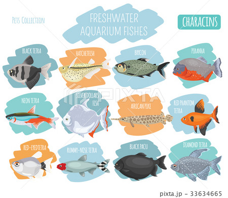 Freshwater aquarium fishes characin icon set  33634665