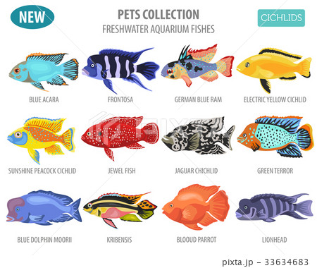 Freshwater aquarium fishes cichlid icon set  33634683