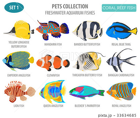 Freshwater aquarium coral fish icon set Freshwater aquarium coral fish icon set 33634685