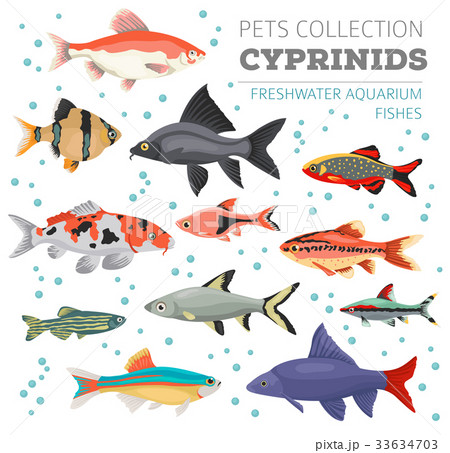 Freshwater aquarium cyprinid fish icon set Freshwater aquarium cyprinid fish icon set 33634703