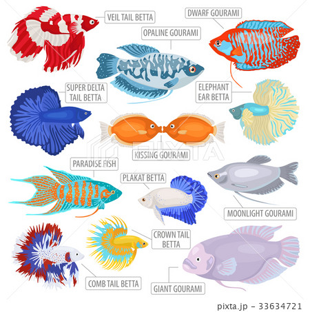 Freshwater aquarium labyrinth fish icon set Freshwater aquarium labyrinth fish icon set 33634721
