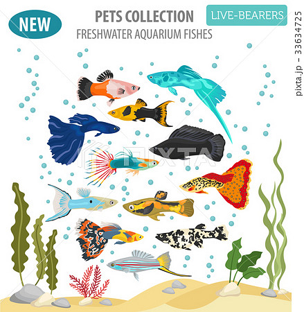 Freshwater aquarium livebearers fish icon set  33634725