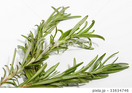 ローズマリー ローズマリー 33634746