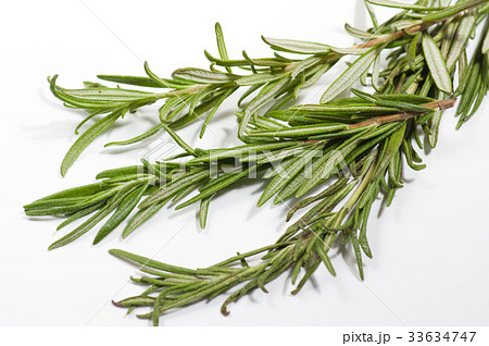 ローズマリー 33634747