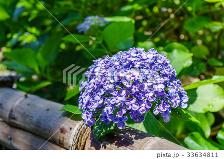 アジサイの花 33634811