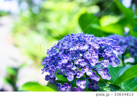 アジサイの花 アジサイの花 33634813