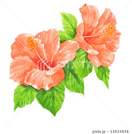 Hibiscus171pix7のイラスト素材