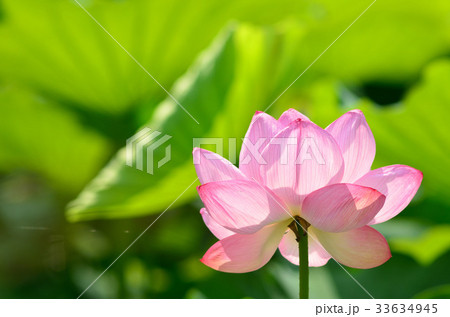 ハスの花 ハスの花 33634945