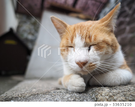 茶色と白のハチワレの野良猫 33635210