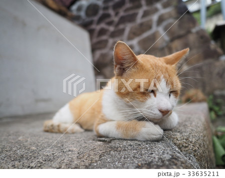 石の上で香箱座りをする茶色と白のハチワレ猫 33635211