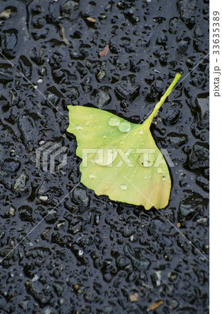 雨水をはじくイチョウの落ち葉　濡れた路面 33635389