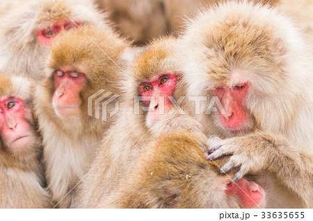 地獄谷野猿公苑、おサルさんのポートレート集、温泉猿 33635655