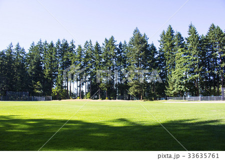 綺麗な芝生と杉林の公園 綺麗な芝生と杉林の公園 33635761