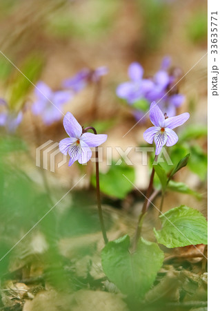 タチツボスミレ スミレ タチツボスミレ スミレ 33635771