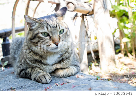 Cute cat with fierce face with garden background Cute cat with fierce face with garden background 33635945