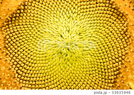 Closed up of yellow sunflower background 33635946