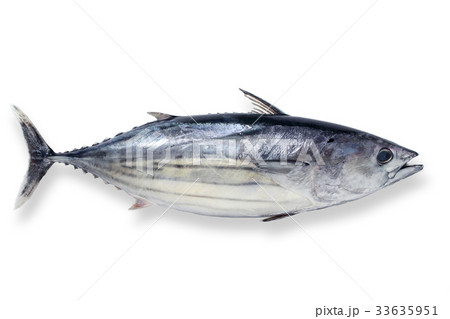 カツオ_切り抜きパス付き 33635951