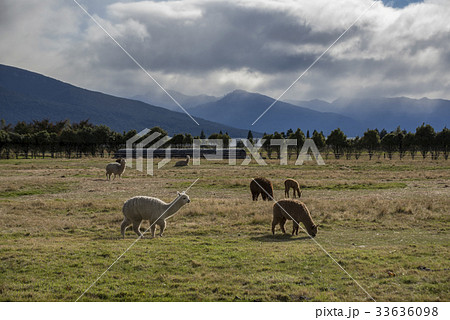 Alpaca against grass land and mountain Alpaca against grass land and mountain 33636098
