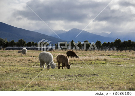 Alpaca against grass land and mountain Alpaca against grass land and mountain 33636100