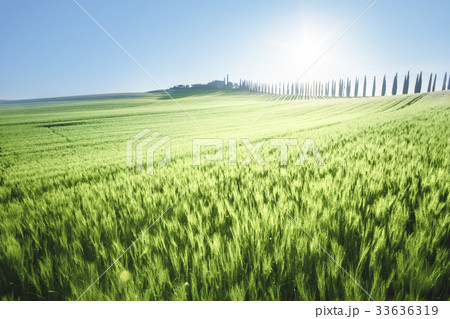 field of wheat and farm house, Tuscany, Italy field of wheat and farm house, Tuscany, Italy 33636319