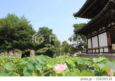 喜光寺本堂と蓮 33636530