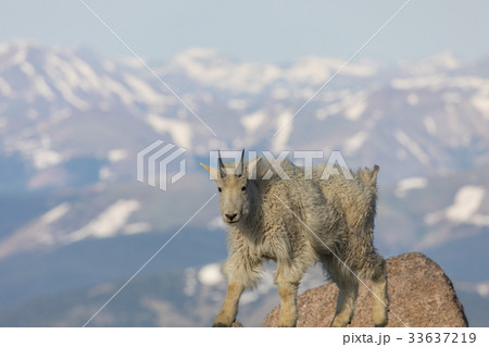 Mountain Goat 33637219