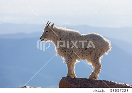 Mountain Goat 33637223