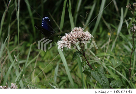 蝶 チョウ 蝴蝶 33637345