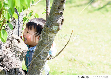 木の隙間から覗く男の子 33637806