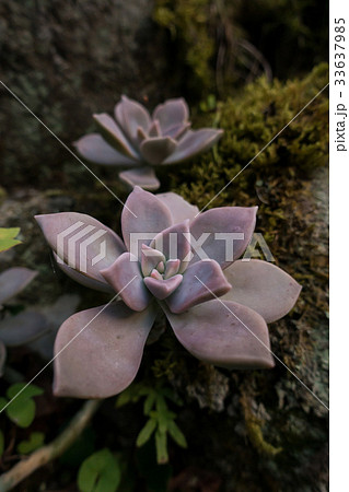 オボロヅキ（2連） 33637985