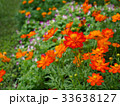 Beautiful orange cosmos flowers. 33638127
