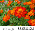 Beautiful orange cosmos flowers. 33638128