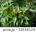 Chili Peppers growing in organic farm. 33638129