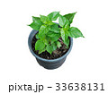 Chili pepper plant growing in pot. 33638131