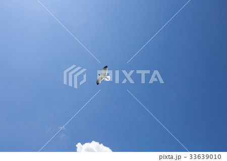 One seagull on blue sky background One seagull on blue sky background 33639010