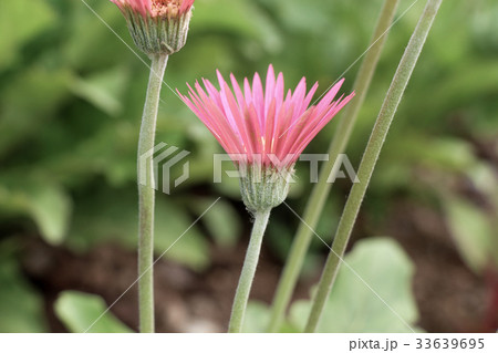 Beautiful flowers in nature Beautiful flowers in nature 33639695