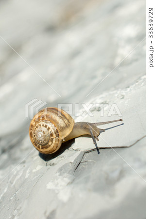 The snail slides up down the stones The snail slides up down the stones 33639729
