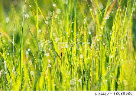 Green grass and drops of morning dew 33639936