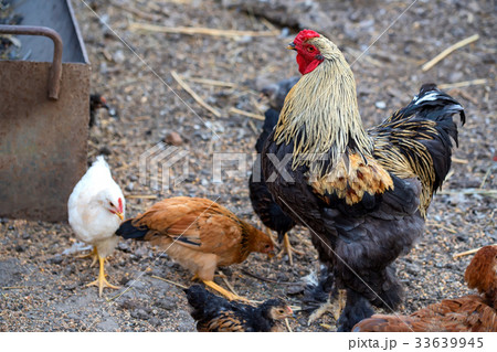 Cock is on the farmyard 33639945