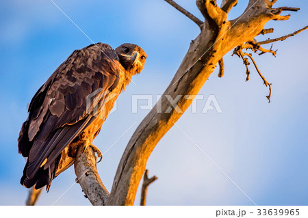 Steppe eagle or Aquila nipalensis sits on a tree 33639965