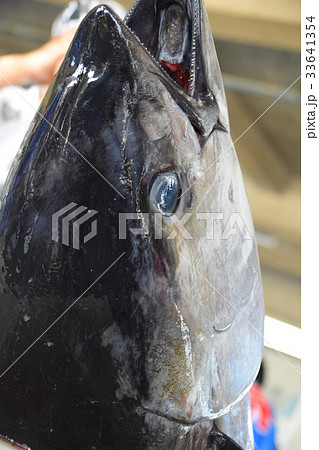 マグロの解体ショー　 おさかな祭り　阿久根市　鹿児島県 33641354