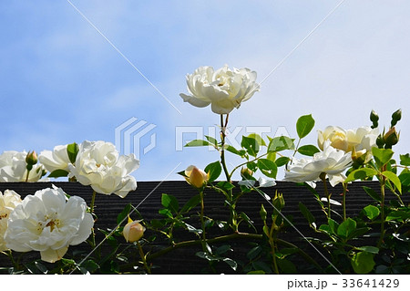咲き誇るバラの花 咲き誇るバラの花 33641429