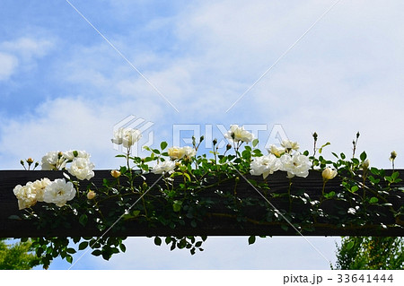 咲き誇るバラの花 咲き誇るバラの花 33641444