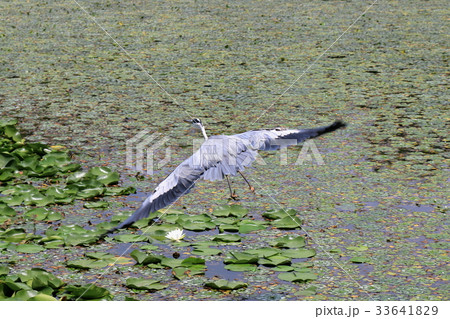 アオサギ 33641829