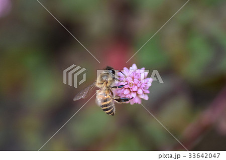 ミツバチとヒメツルソバの花 ミツバチとヒメツルソバの花 33642047