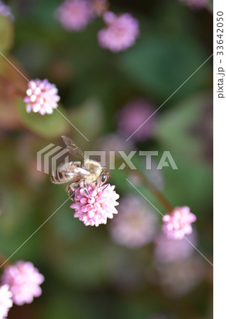 ミツバチとヒメツルソバの花 ミツバチとヒメツルソバの花 33642050