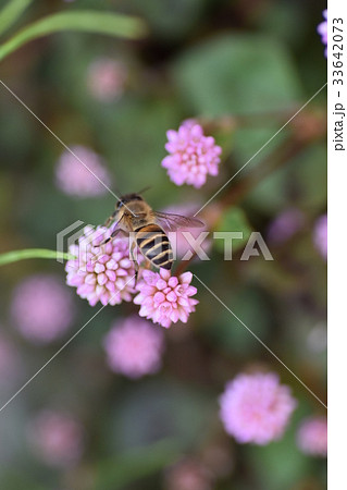 ミツバチとヒメツルソバの花 ミツバチとヒメツルソバの花 33642073
